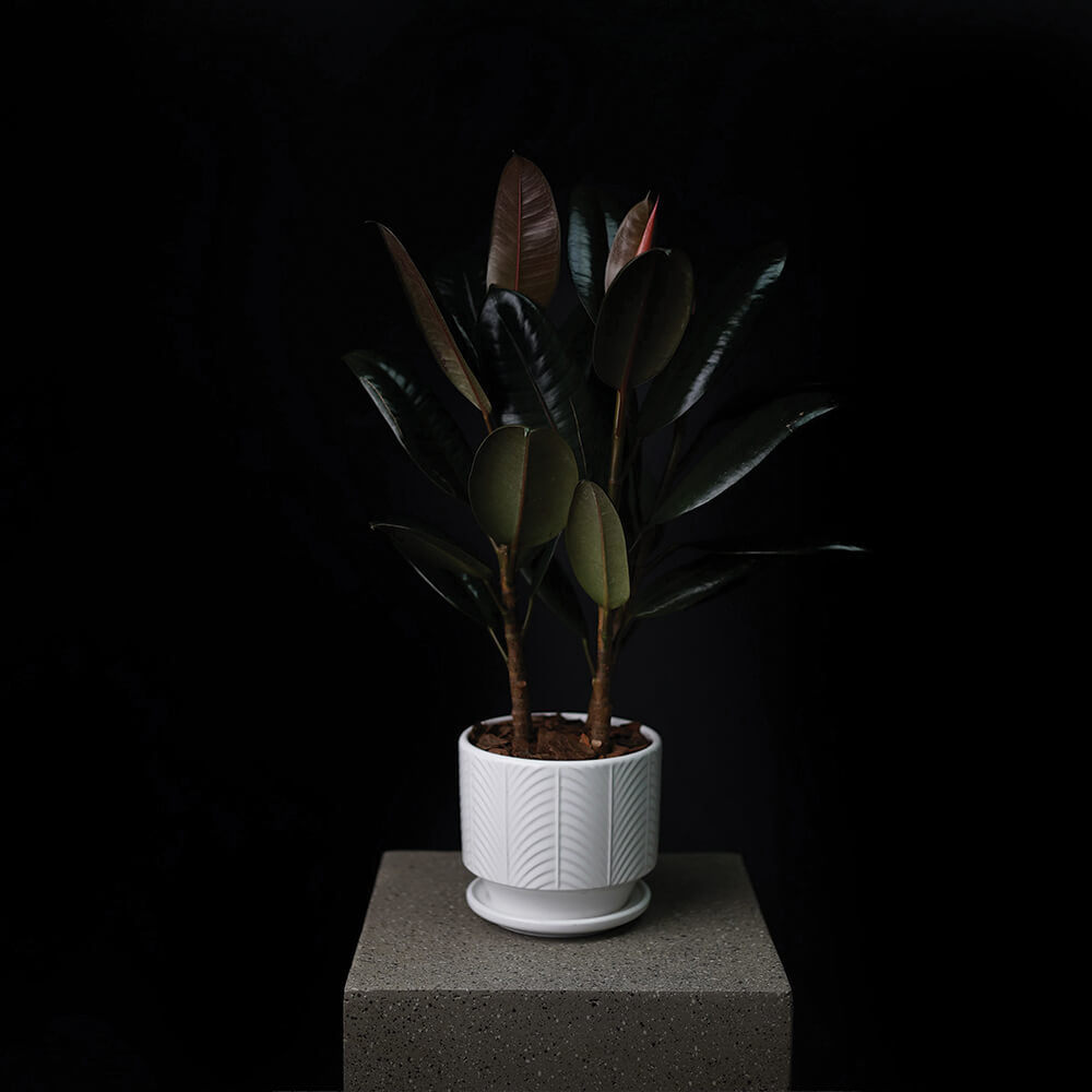 Rubber Plant