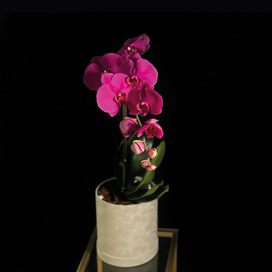 Single Purple Orchid Plant