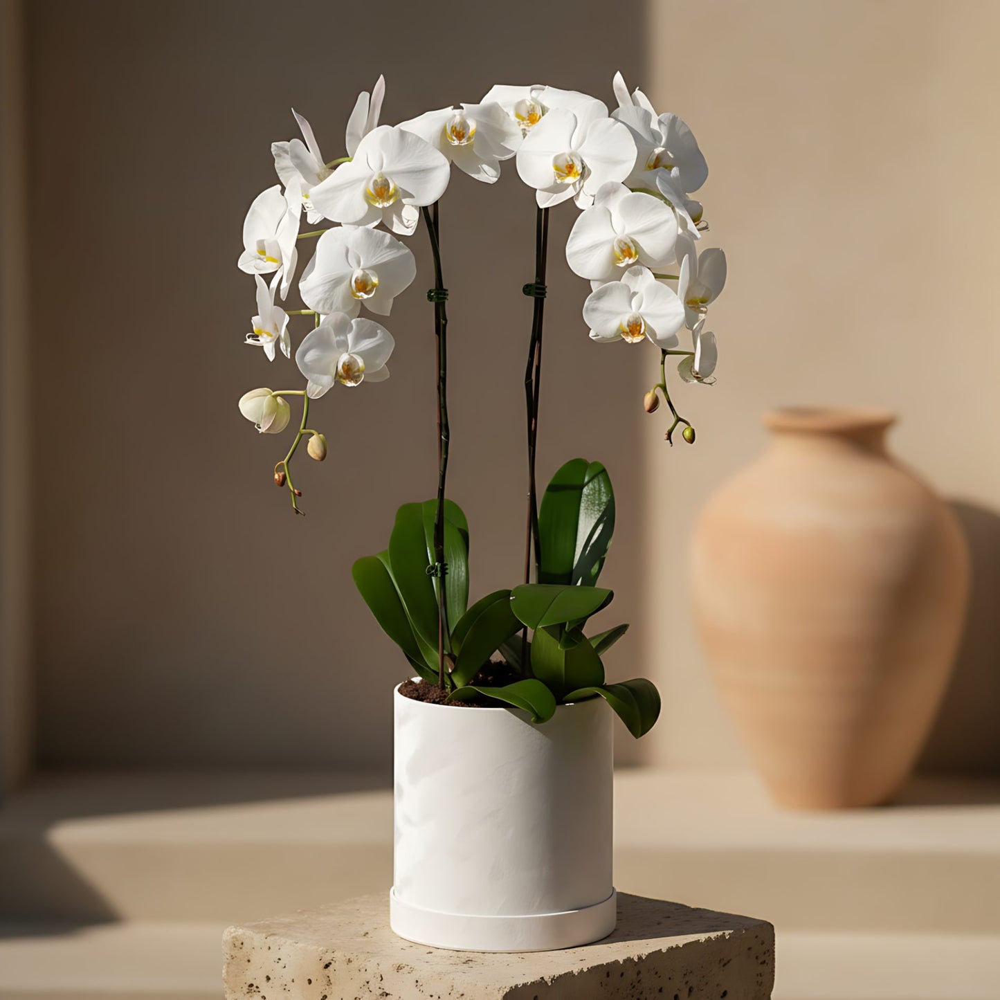 Duo White Orchid Plant with two white Phalaenopsis stems presented in a white velvet box by Aiwa Flowers Dubai