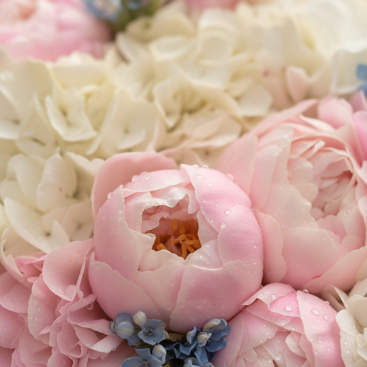 Noctelle pink peony bouquet with white hydrangea wrapped in dramatic black by Aiwa Flowers Dubai