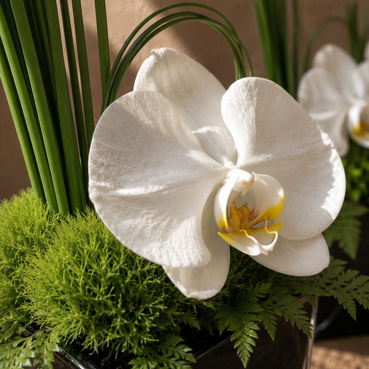 White phalaenopsis orchid close-up with green foliage in a glass cube - Claire by AIWA Flowers