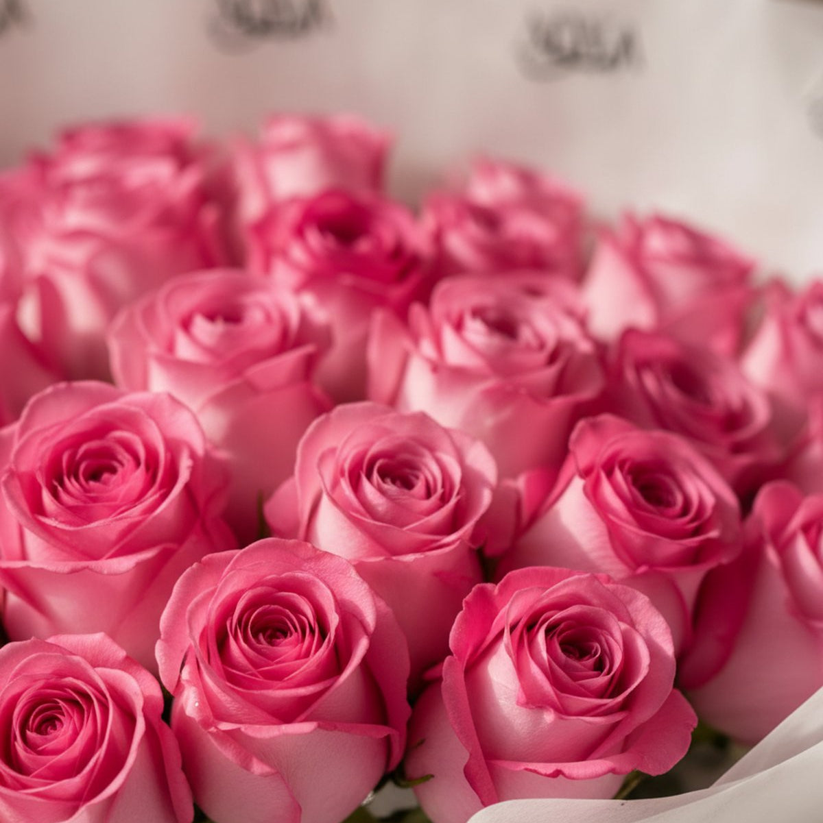Close-up of vibrant pink roses in white wrapping by AIWA Flowers