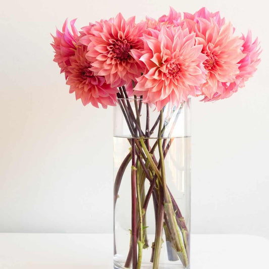 Make Fresh flowers last long - Tips & Tricks 
