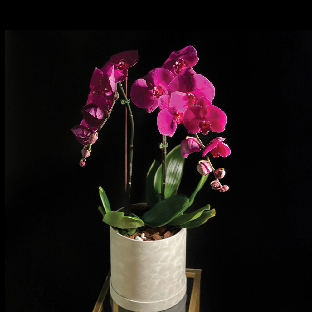 Duo Purple Orchid Plant