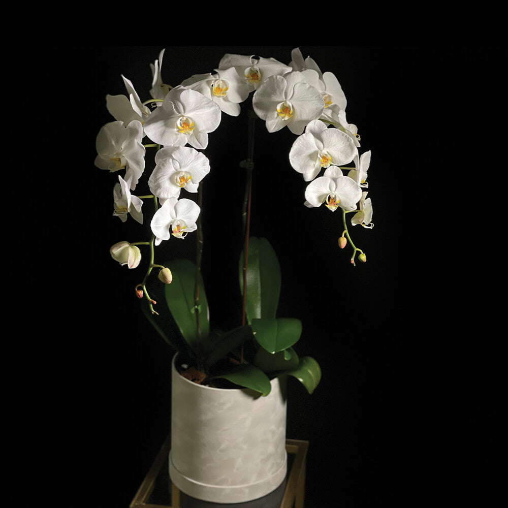 Duo White Orchid Plant