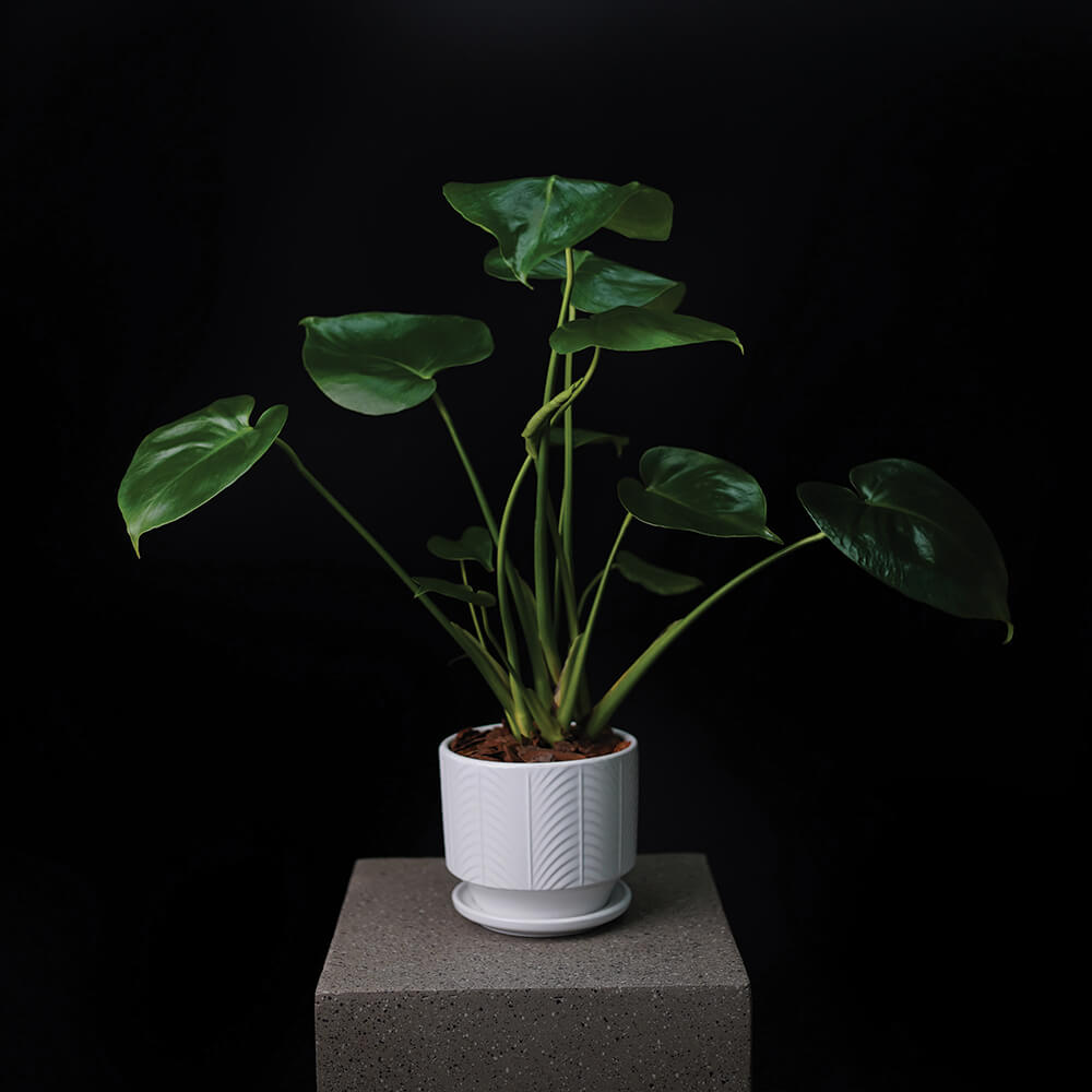 Mini Monstera Plant in Ceramic Pot | Flower Shop in UAE - Aiwa Flowers