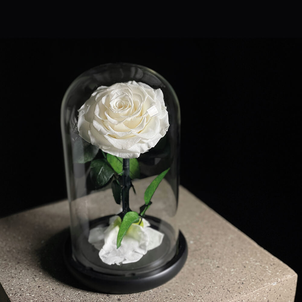 Single White Infinity Rose
