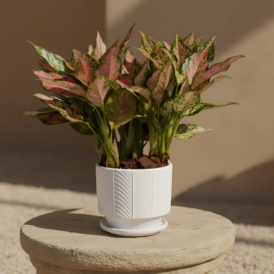 Aglaonema indoor plant in ceramic pot by Aiwa Flowers