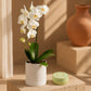 Orchid Pearl Gift Set gift set by Aiwa Flowers — pairing view, luxury flowers and partner brand pairing for same-day delivery in Dubai UAE