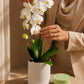 Orchid Pearl Gift Set gift set by Aiwa Flowers — orchid view, luxury flowers and partner brand pairing for same-day delivery in Dubai UAE