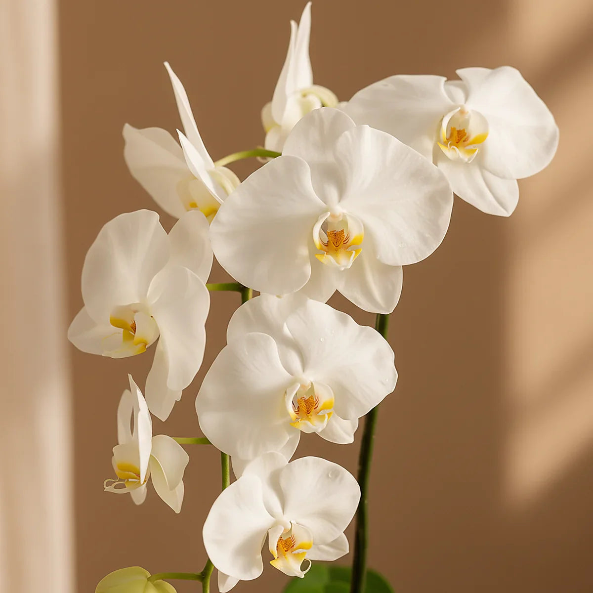 Orchid Pearl Gift Set gift set by Aiwa Flowers — pearls view, luxury flowers and partner brand pairing for same-day delivery in Dubai UAE