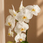 Orchid Pearl Gift Set gift set by Aiwa Flowers — pearls view, luxury flowers and partner brand pairing for same-day delivery in Dubai UAE