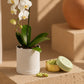 Orchid Pearl Gift Set gift set by Aiwa Flowers — lifestyle view, luxury flowers and partner brand pairing for same-day delivery in Dubai UAE