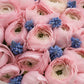Powder Bloom pink ranunculus and blue muscari bouquet wrapped in white by Aiwa Flowers Dubai