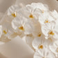 Aiwa Flowers Pure Orchid bouquet — top view view | luxury flower delivery Dubai