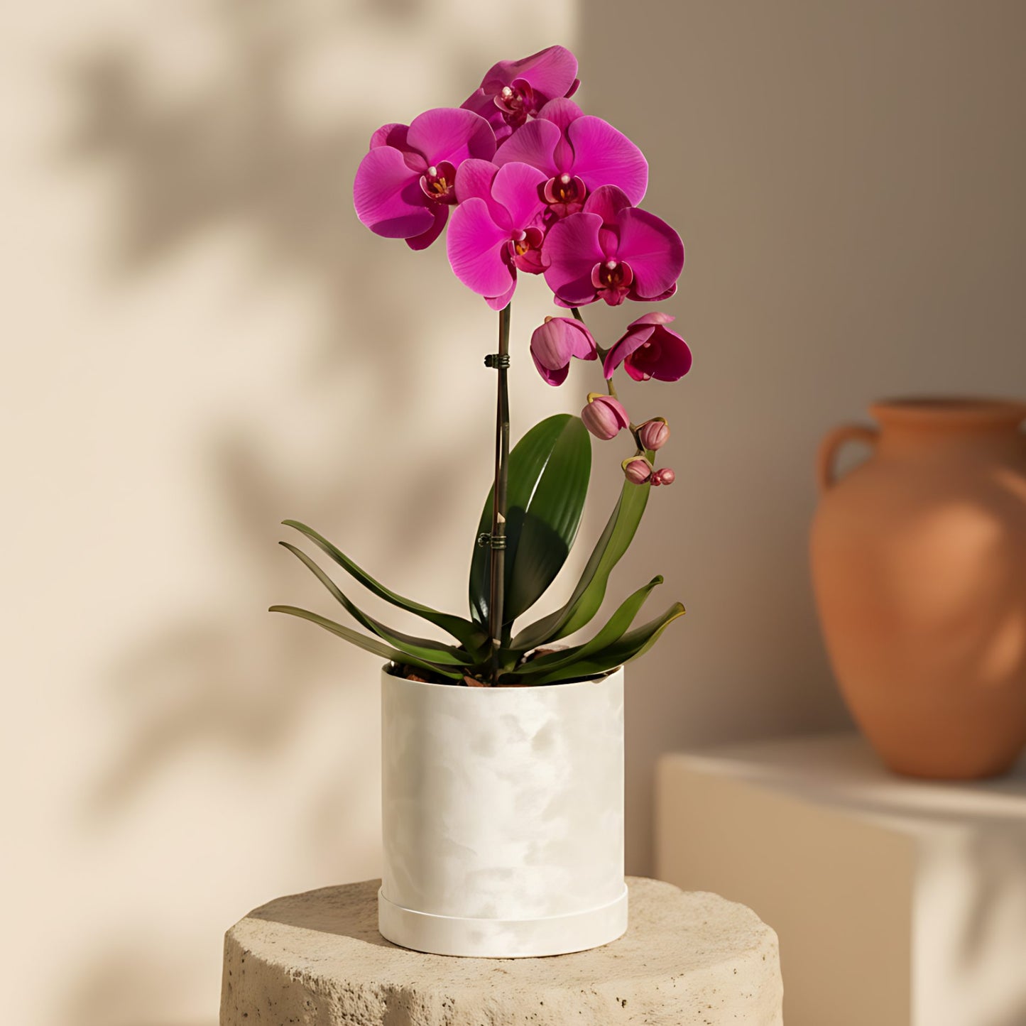 Single Purple Orchid Plant with one purple Phalaenopsis stem presented in a white velvet box by Aiwa Flowers Dubai