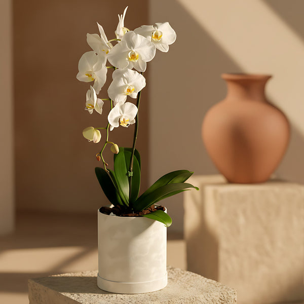 Single White Orchid Plant with one white Phalaenopsis stem presented in a white velvet box by Aiwa Flowers Dubai