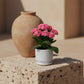 Pink kalanchoe flowering plant in white decorative pot styled on stone pedestal.