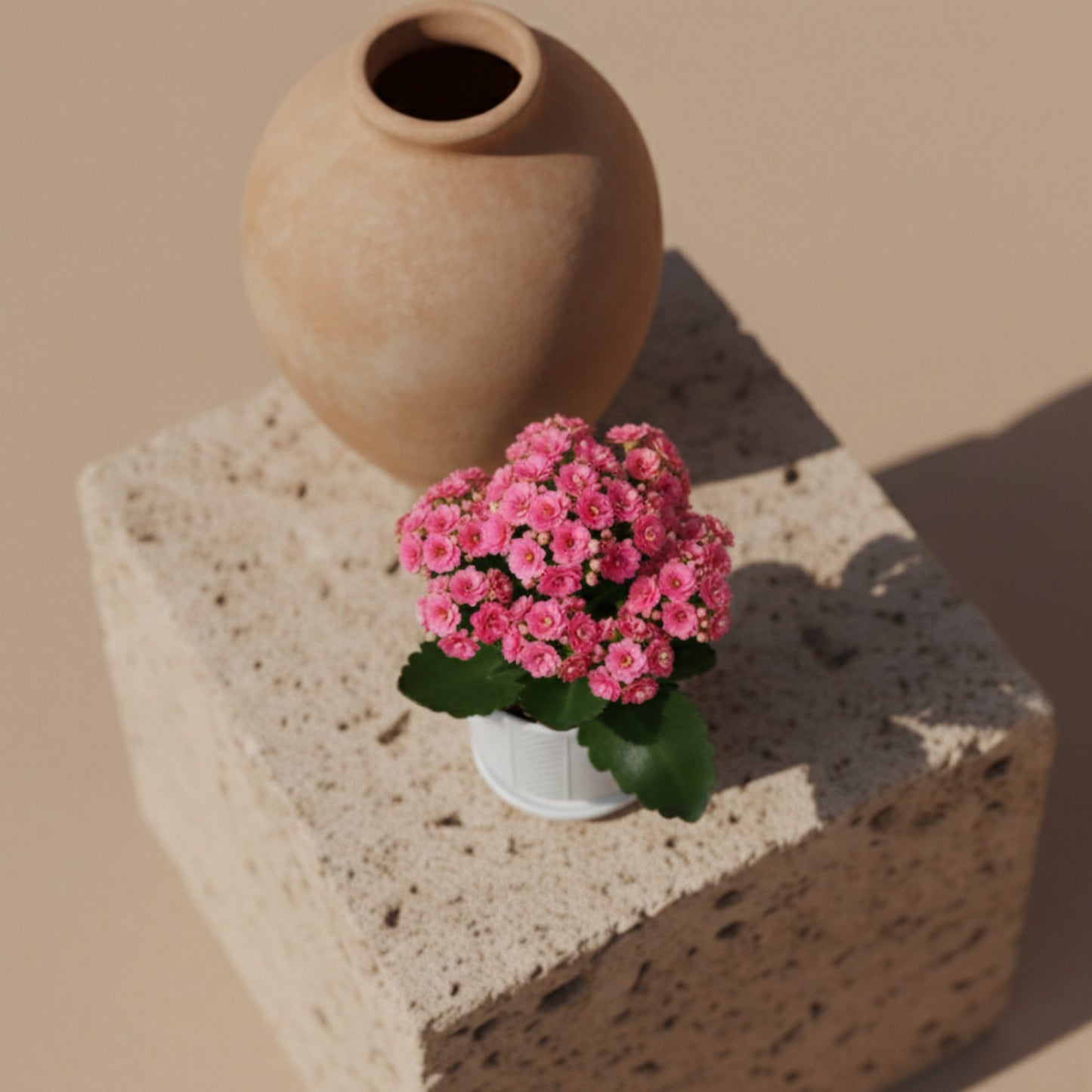 Top view of blooming pink kalanchoe succulent plant with vibrant clustered flowers.