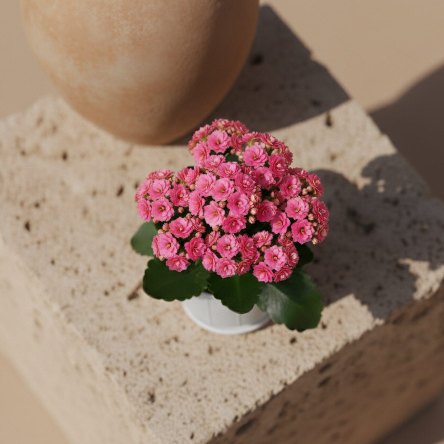 Small indoor pink kalanchoe plant with bright blossoms in modern white planter.