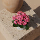 Small indoor pink kalanchoe plant with bright blossoms in modern white planter.
