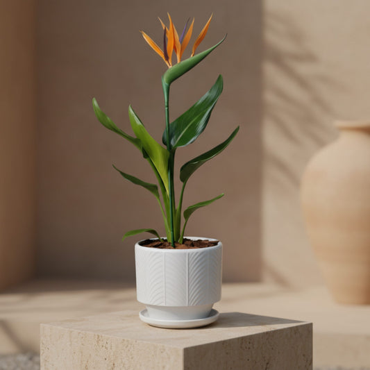 Bird of Paradise indoor foliage plant in ceramic pot by Aiwa Flowers