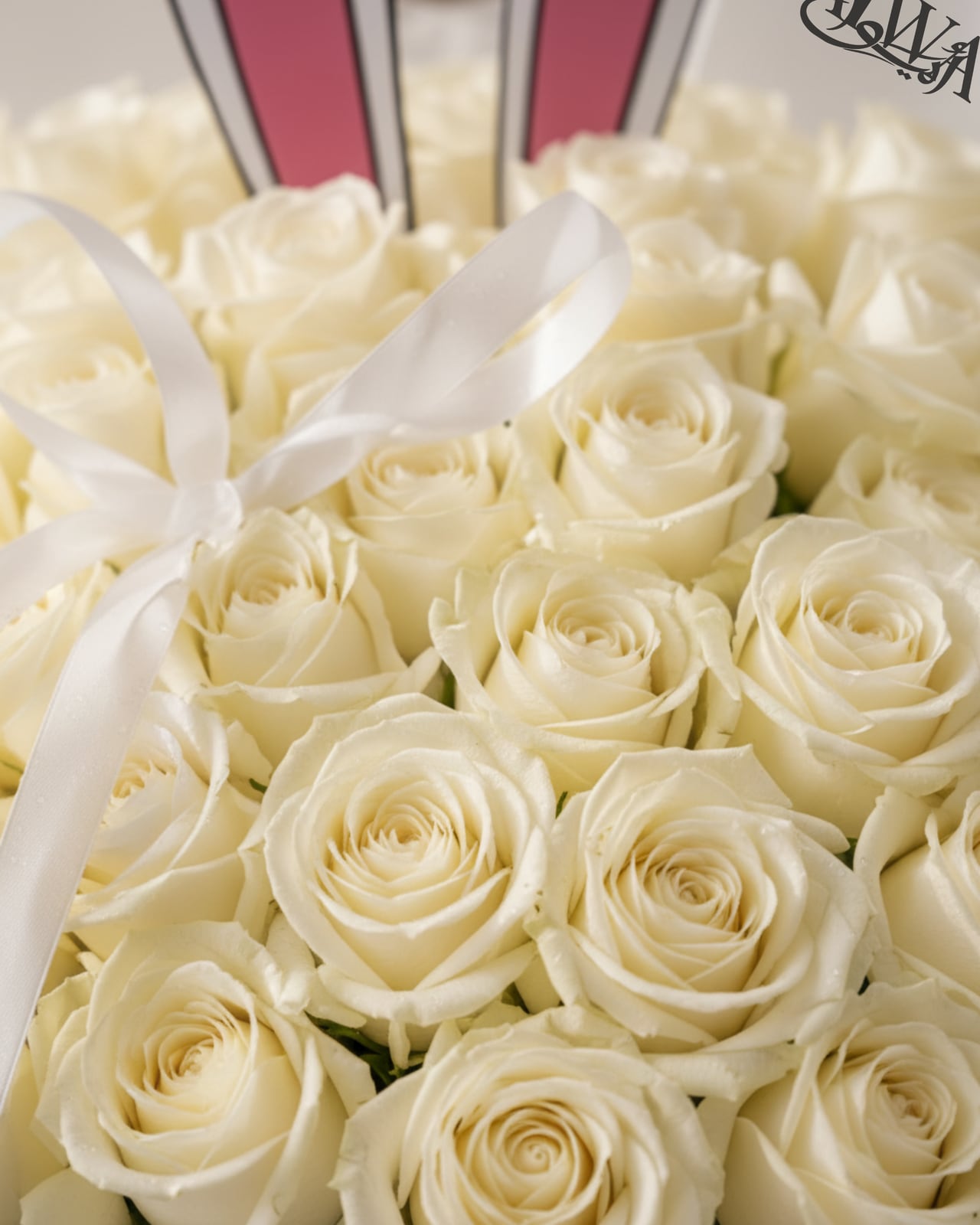 Close-up of white roses with satin ribbon by AIWA Flowers Dubai