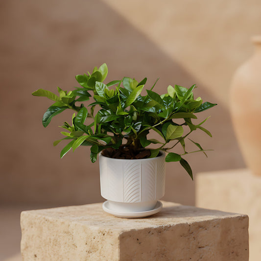 Cape Jasmine gardenia plant in ceramic pot by Aiwa Flowers