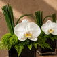 Claire white orchid with fern and bear grass in a dark glass cube vase by AIWA Flowers