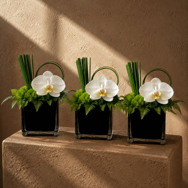 Three Claire white orchid glass cube arrangements styled on a plinth by AIWA Flowers