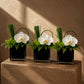 Three Claire white orchid glass cube arrangements styled on a plinth by AIWA Flowers