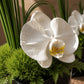 White phalaenopsis orchid close-up with green foliage in a glass cube - Claire by AIWA Flowers