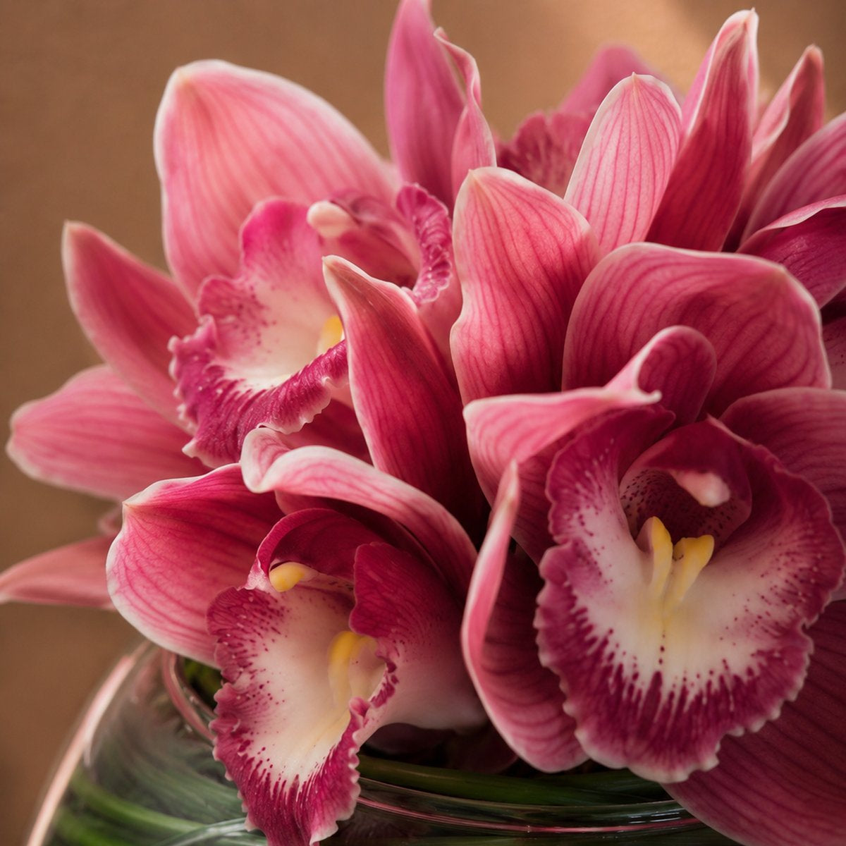 Close-up of ruffled pink cymbidium orchid blooms in a clear glass bowl by AIWA Flowers