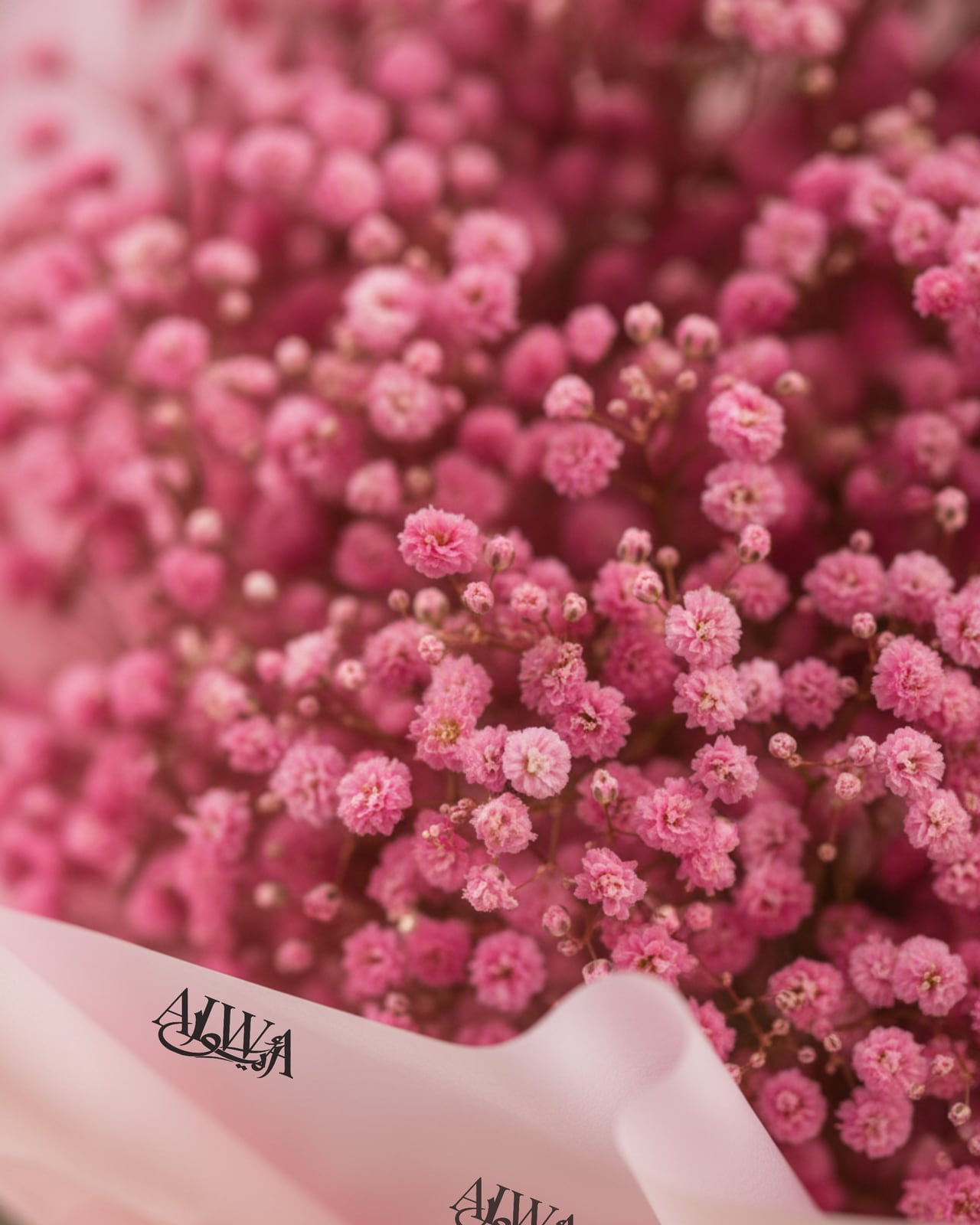 Close-up of pink gypsophila baby's breath by AIWA Flowers Dubai