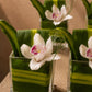 Eleanor white cymbidium orchid arrangement in a leaf-lined clear glass cube by AIWA Flowers