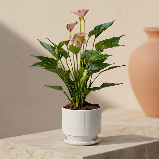 Flamingo Flower anthurium indoor plant in ceramic pot by Aiwa Flowers