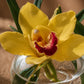 Close-up of a yellow cymbidium orchid with a red throat in a round clear glass vase - Harper by AIWA Flowers
