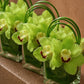 Green cymbidium orchids with a bear-grass loop in clear glass cubes - Lucy by AIWA Flowers
