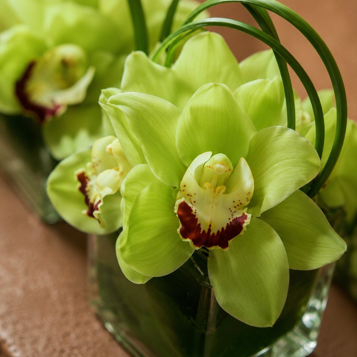 Close-up of vivid green cymbidium orchids in a leaf-lined clear glass cube by AIWA Flowers