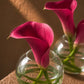 Magenta calla lilies in small round clear glass bud vases - Mia by AIWA Flowers