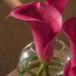 Close-up of magenta calla lily blooms in a clear glass bud vase by AIWA Flowers