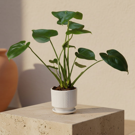 Mini Monstera indoor plant in ceramic pot by Aiwa Flowers