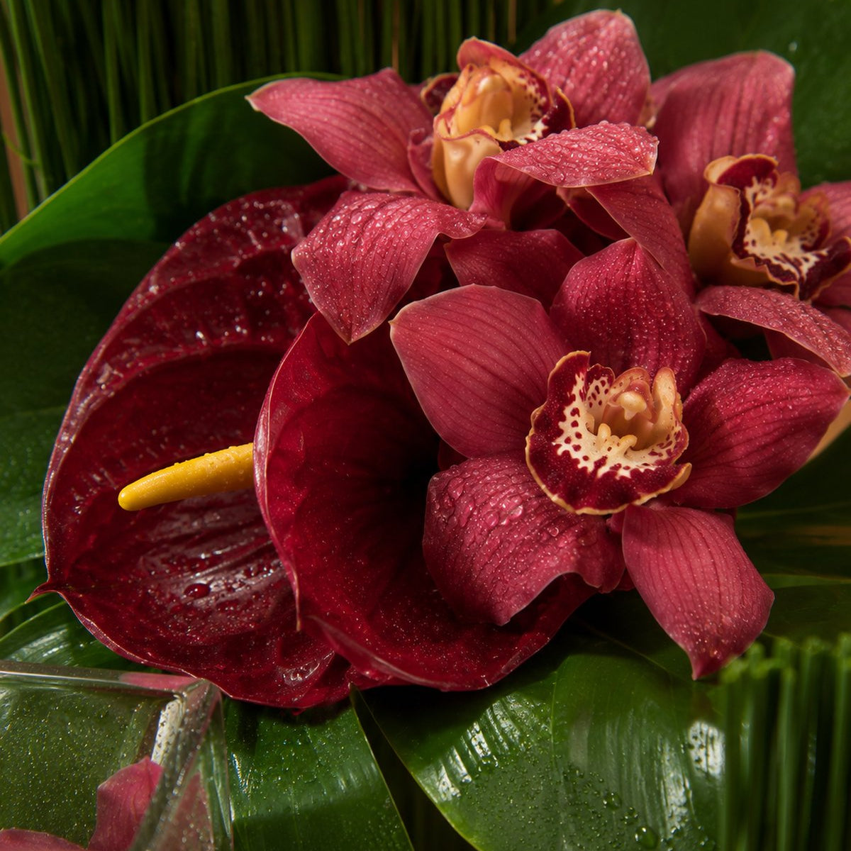 Close-up of burgundy cymbidium orchids and a dark red anthurium by AIWA Flowers