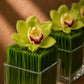 Close-up of a green cymbidium orchid on vertical green reeds in a clear glass cube by AIWA Flowers