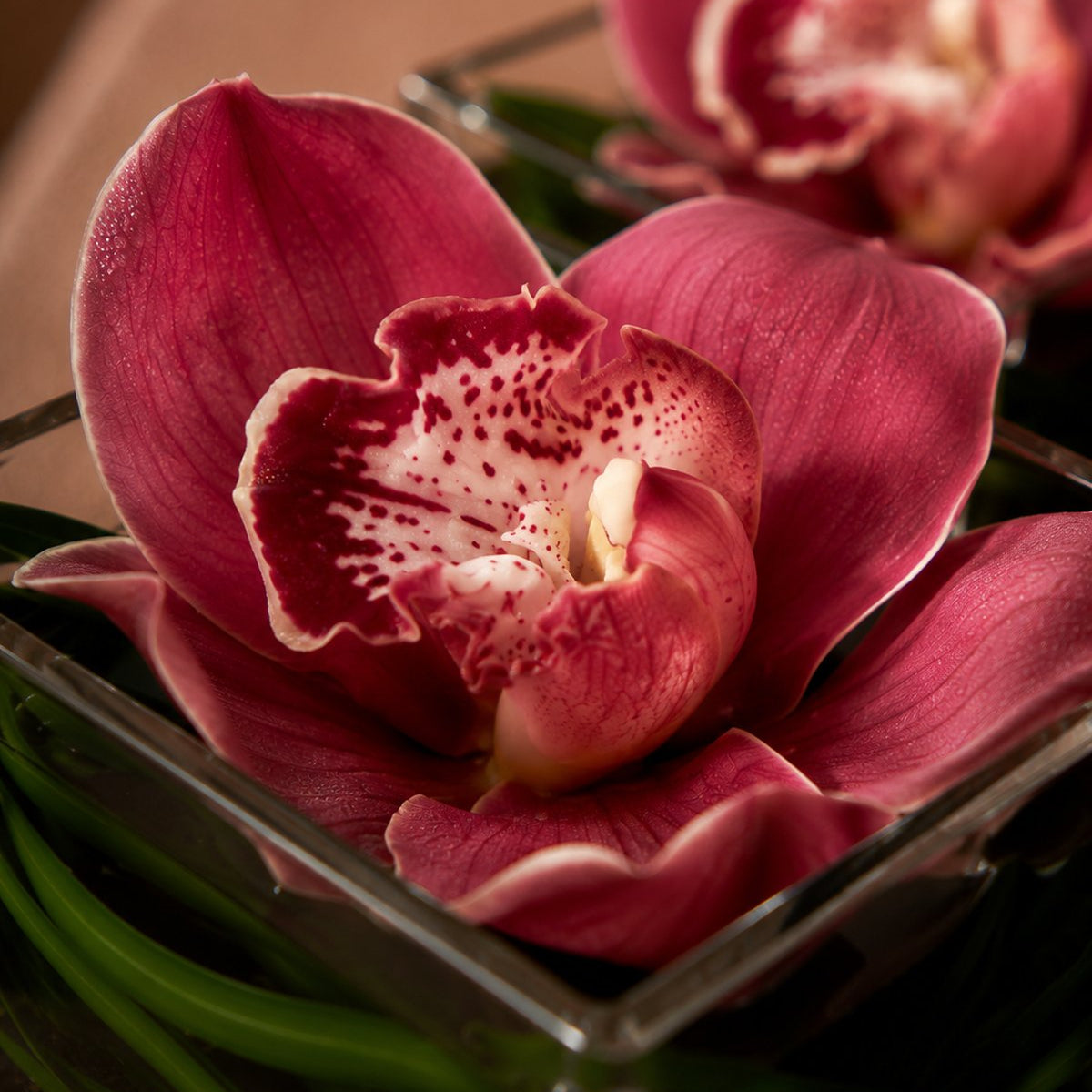 Close-up of a pink cymbidium orchid with a speckled throat in a clear glass cube - Penelope by AIWA Flowers