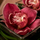 Close-up of a pink cymbidium orchid with a speckled throat in a clear glass cube - Penelope by AIWA Flowers