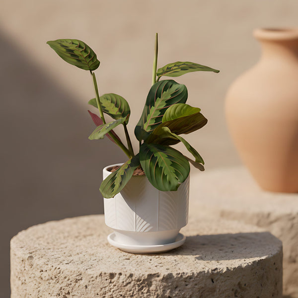 Prayer Plant maranta indoor plant in ceramic pot by Aiwa Flowers