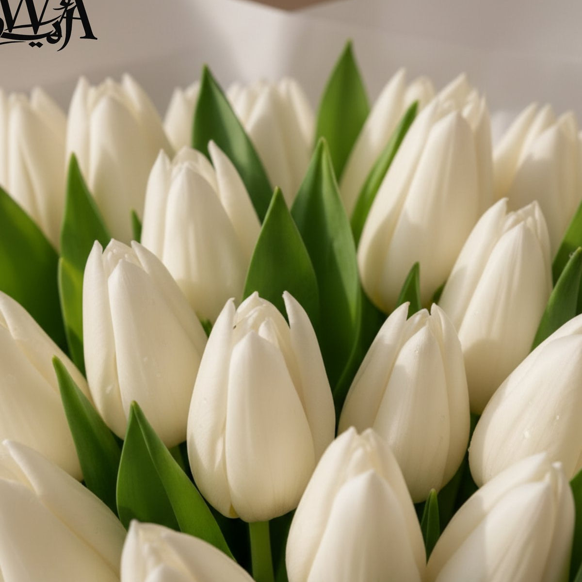 Close-up of pristine white tulips with green stems by AIWA Flowers