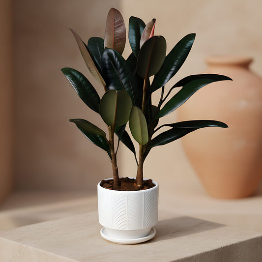 Rubber Plant indoor plant in ceramic pot by Aiwa Flowers
