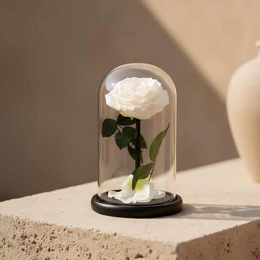 Single white preserved infinity rose in clear glass dome by Aiwa Flowers